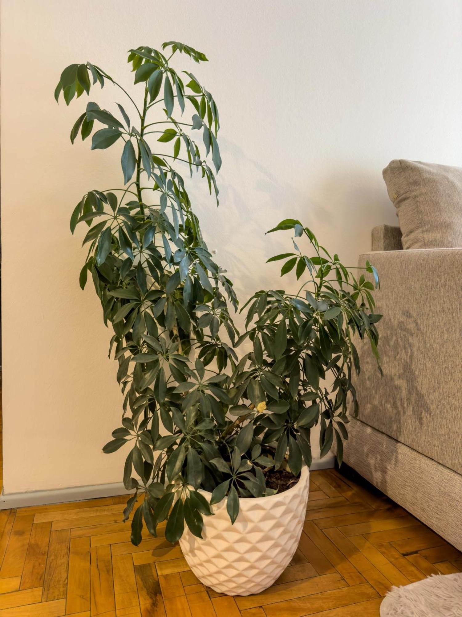 Apartamento Departamento En Peatonal